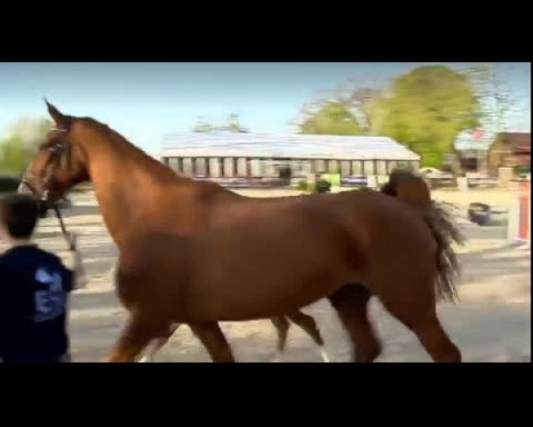 Video von Air King Jr