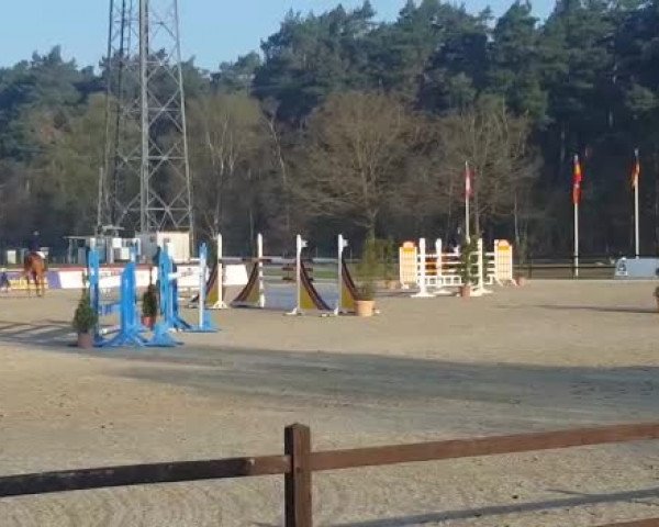 Video of Cayenne II