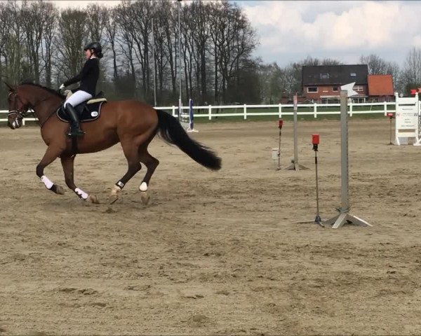 Video of Chicago's Chester Z