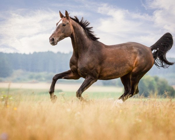 Springpferd Winnifee (Bayer, 1995, von Fredericus-an)