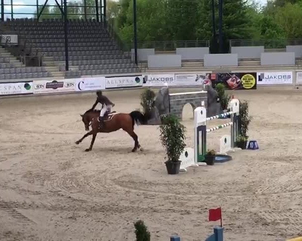 Video of Camargo 2
