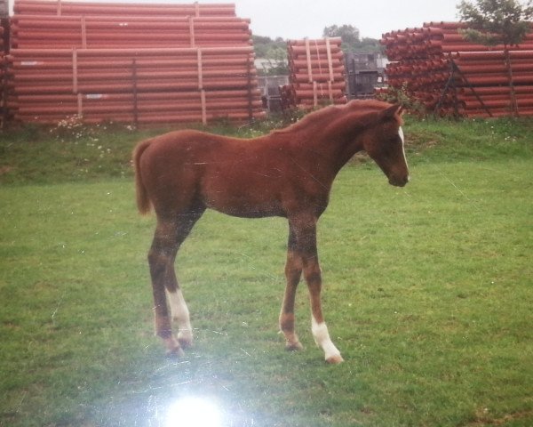 horse Primos 1992 ox (Arabian purebred, 1992, from Pine)