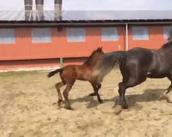 Video of Cairon II