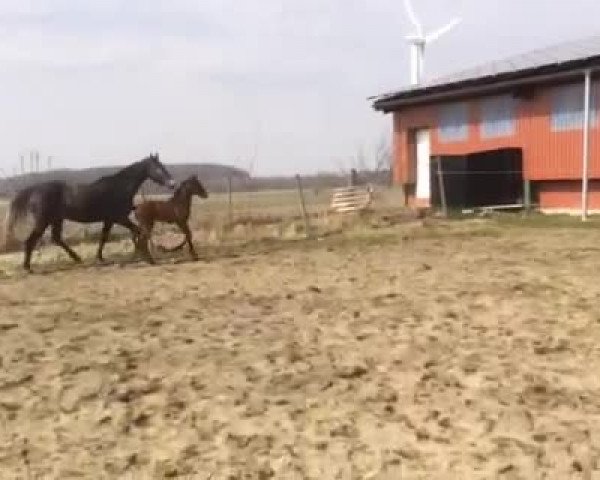 Video of Cairon II
