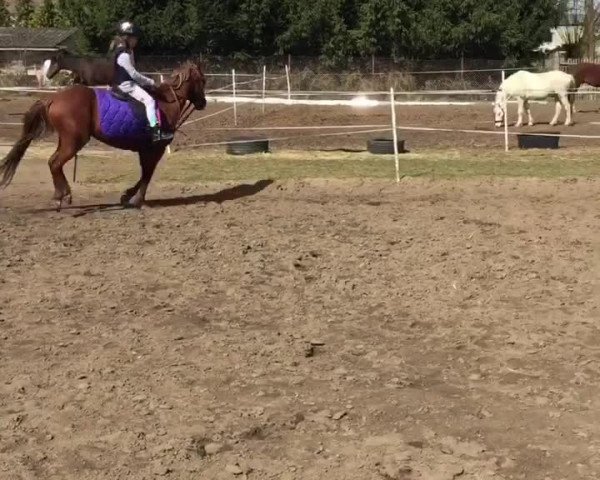 Video von Kenilwood Lilac Time