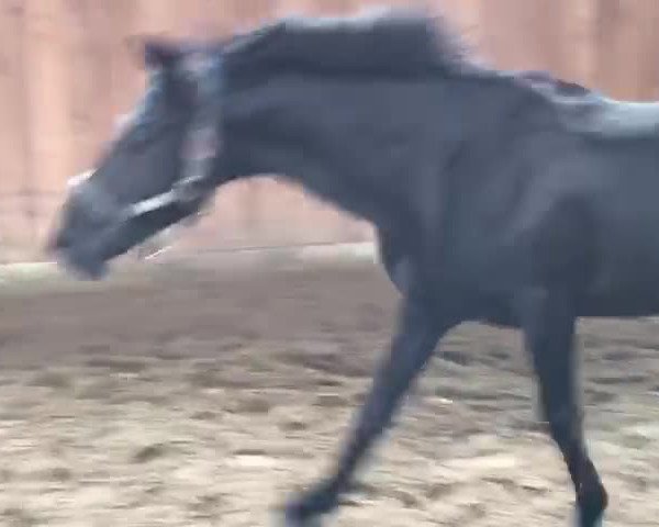 Video von Bünteeichen-Manolito