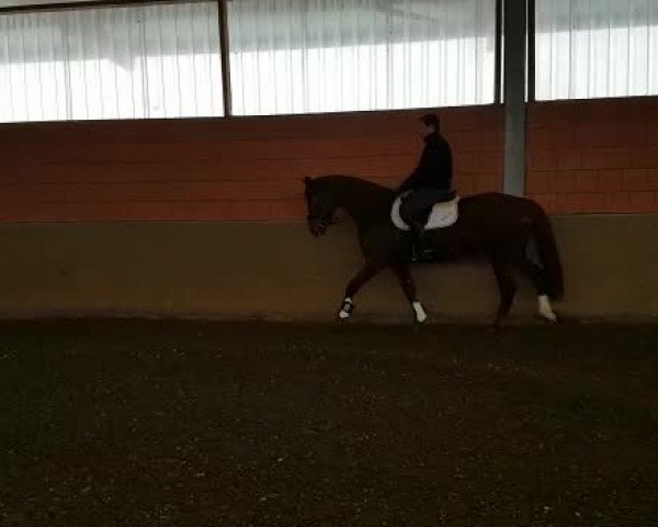 Video of Luna
