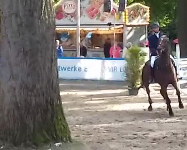 Reitturnier Telgte 2017