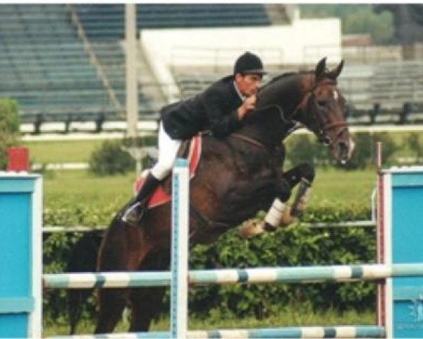 stallion Arslan (Akhal-Teke, 1987, from Abdulrahman) stallion Arslan (Akhal-Teke, 1987, from Abdulrahman)