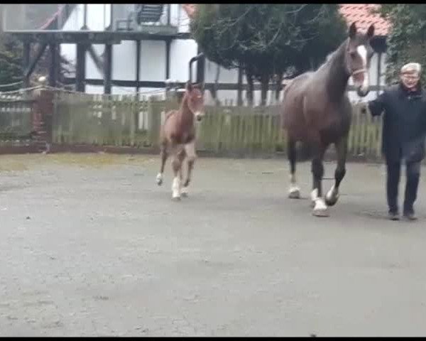 Video of Charlie wills wissen