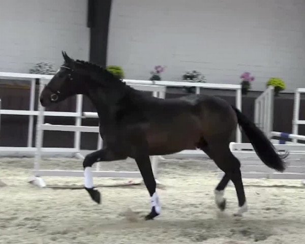Video of Hans Justus
