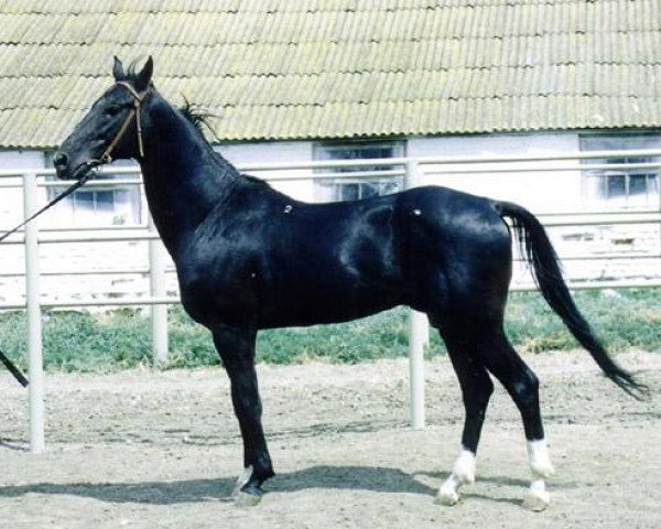 stallion Maksut 2 (Akhal-Teke, 1989, from Omar) stallion Maksut 2 (Akhal-Teke, 1989, from Omar)