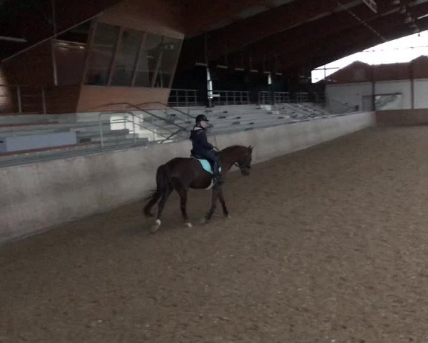 Video of Hoppenhof's Imke