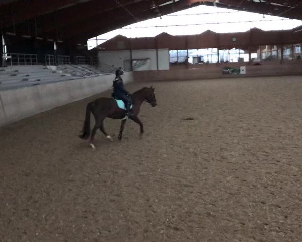 Video of Hoppenhof's Imke