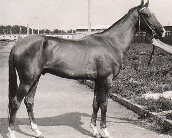 stallion Yanichar (Akhal-Teke, 1979, from Sere)