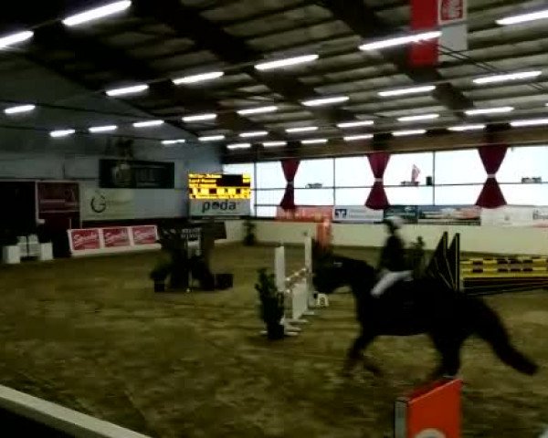 Reitturnier Damme 2017