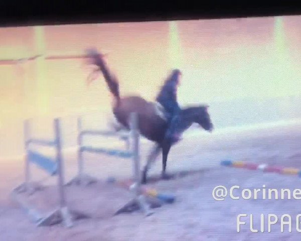 Video von Ferdau
