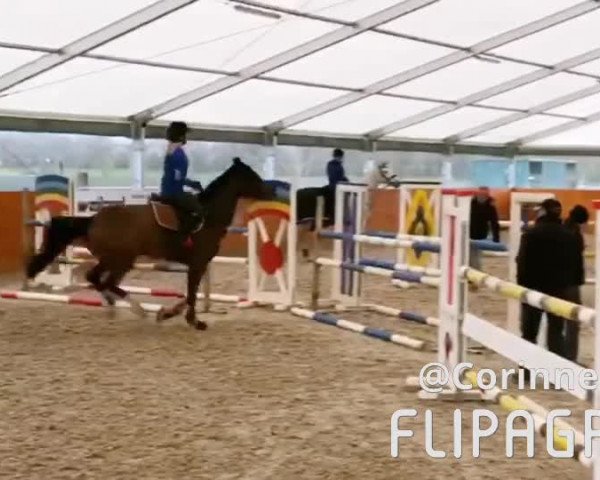 Video von Ferdau