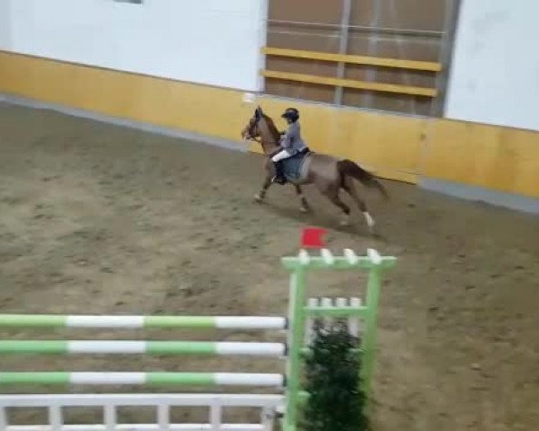 Video of Orchid's Arissa