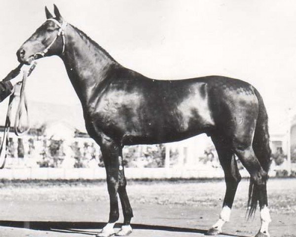 stallion Erkus (Akhal-Teke, 1948, from Skak)