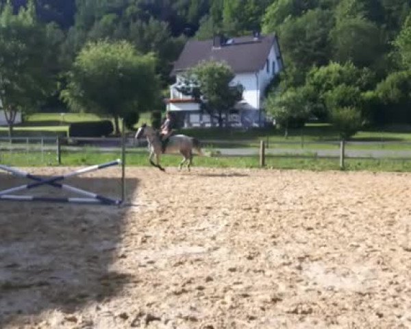 Video of Pennylane S