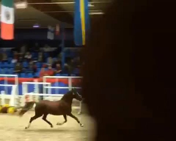 Video of Calle Cool WE