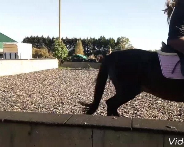 Video of Mona-Lisa