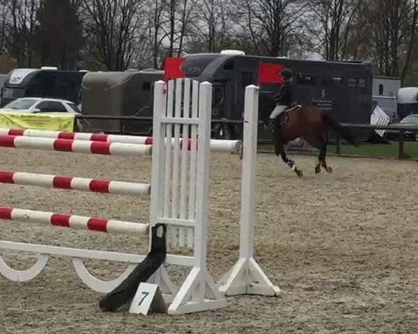 Video of Feline 116