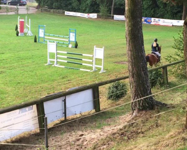 Video of Cristallo's Darling