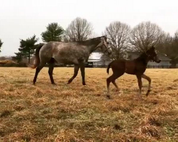 Video of Alexander Valley xx