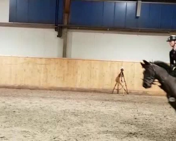 Reitturnier HH-Klein Offenseth/Hell-Stallion-Stud 2018