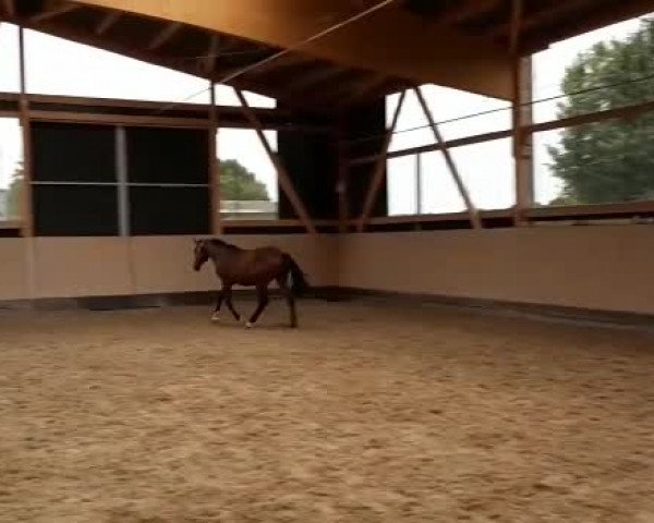 Video of Castiel R