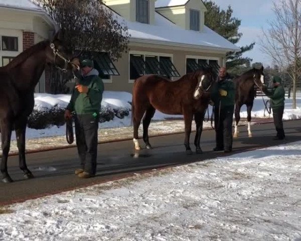 Video of A. P. Indy xx