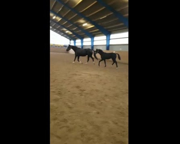 Video of Fleur d'Été Noir