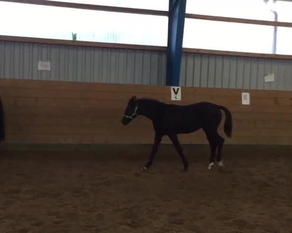 Video of Fleur d'Été Noir