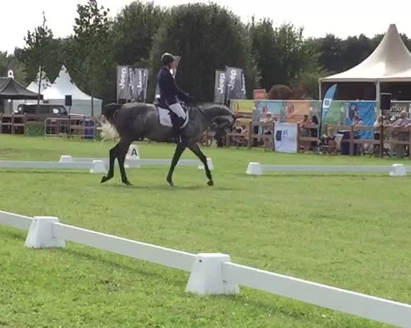 Video of Adorator