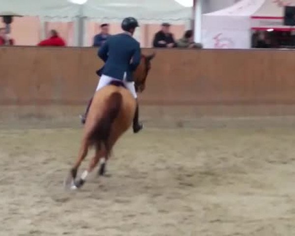 Video von Darwin 133
