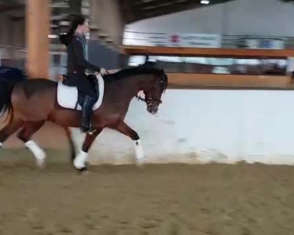 Video of Steverheides Wolfsblut