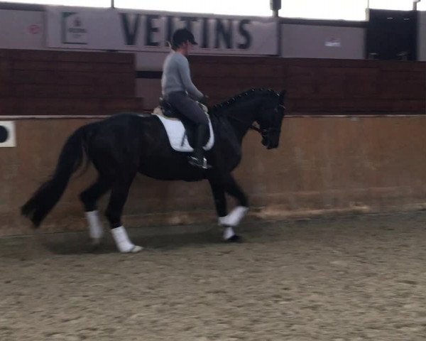 Video of Faliero Sarti