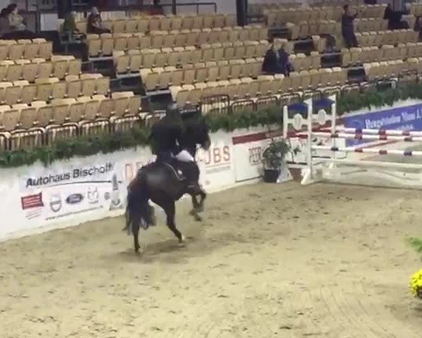 Video von Comte's Bube