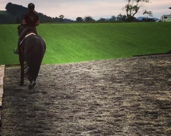 Video of Danilo de Luxe CH