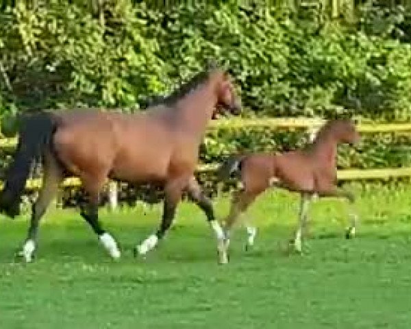 Video von Chaboom 3
