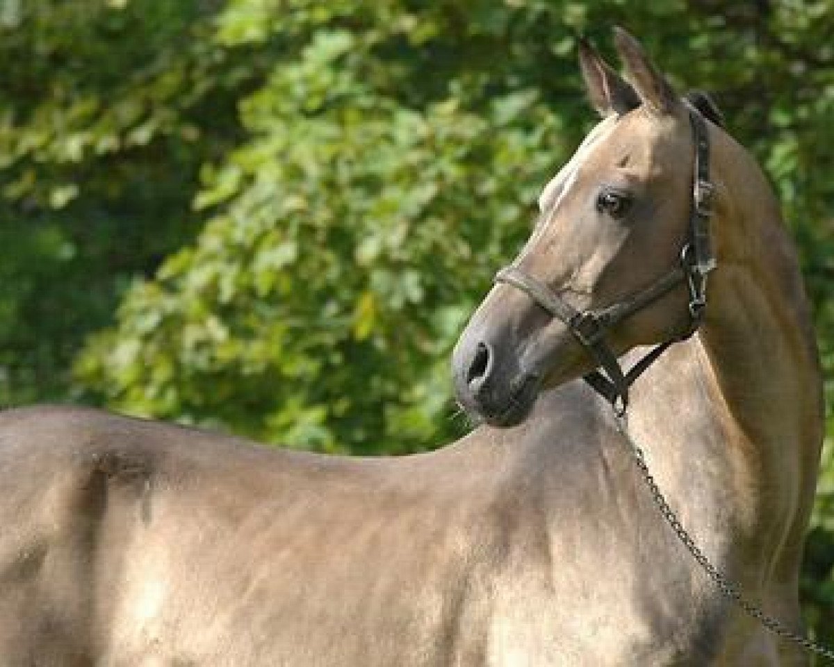 Stallion Kuvvatli (Achal Tekkiner, 1989, from Karaman)