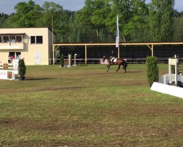 Reitturnier Schwanebeck 2017