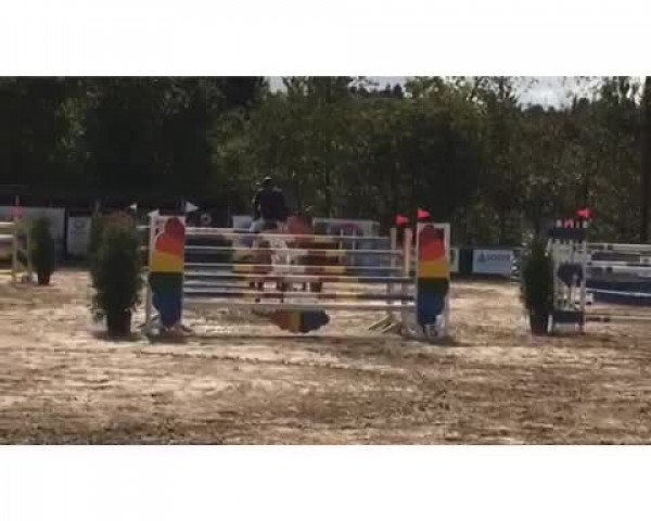 Video of Corrinaro