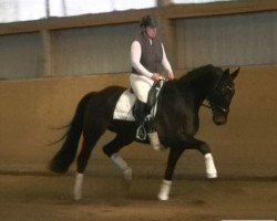 dressage horse Swarovski Dark Dancer (Hanoverian, 2009, from Swarovski)