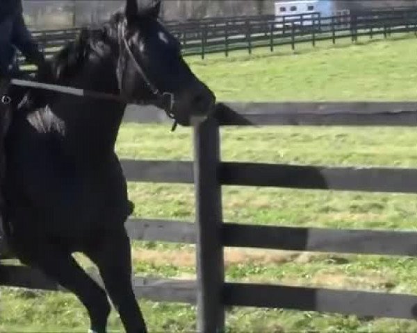 Video of Pioneerof The Nile xx