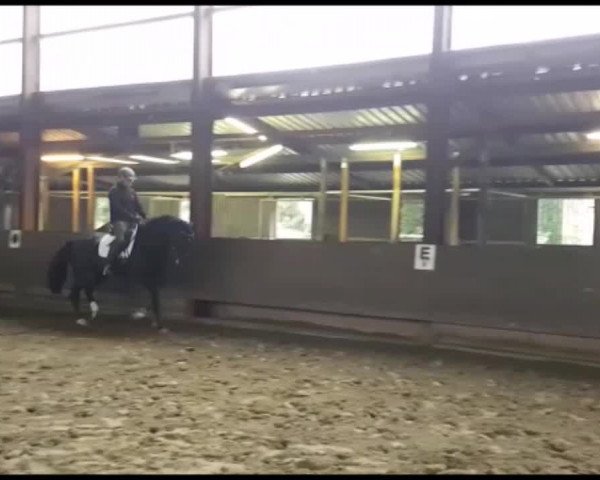 Video of The Black Prince