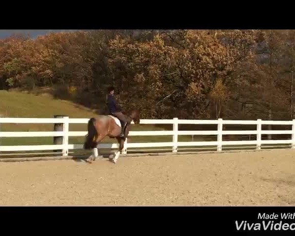 Video von Othello