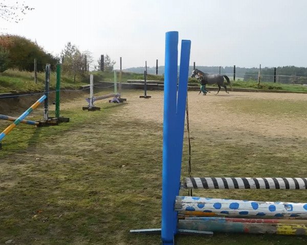 Video of Carmen SL